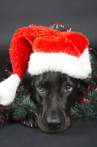 dog with christmas hat