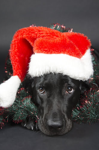 black lab in santa hat and garland