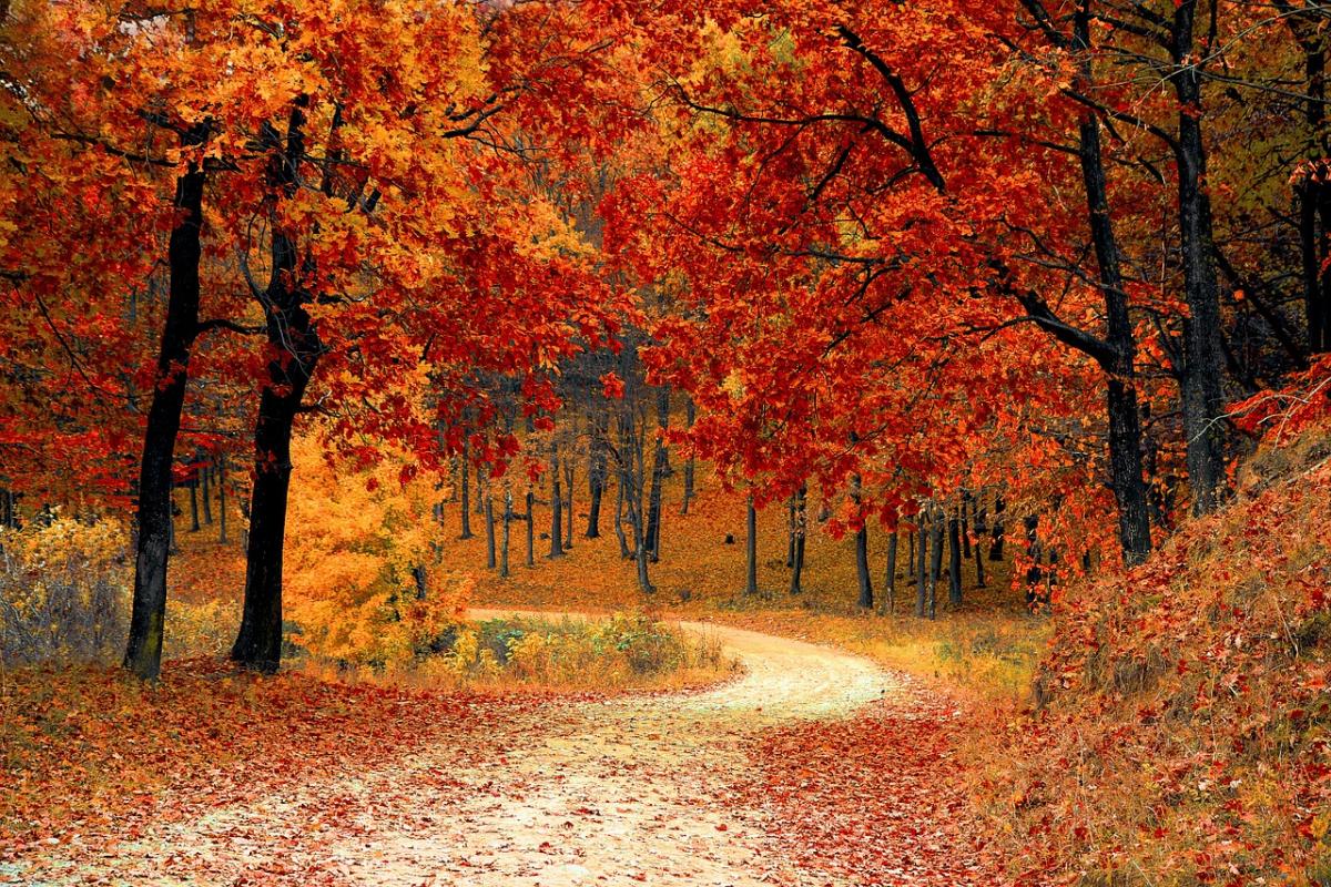 walking path with trees in the fall