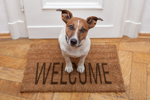 dog on a welcome mat