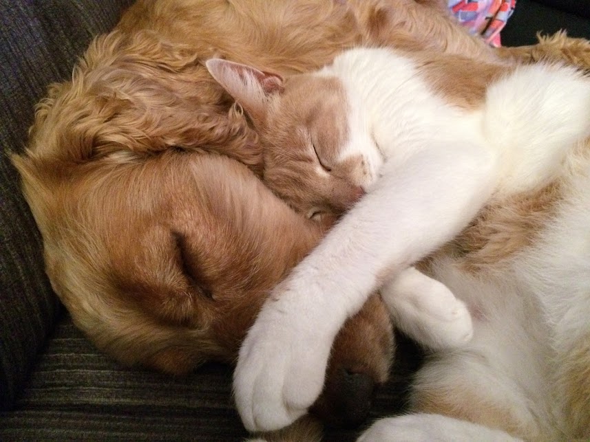 cat and dog cuddling and sleeping