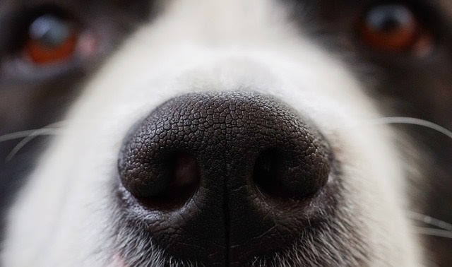 dog nose