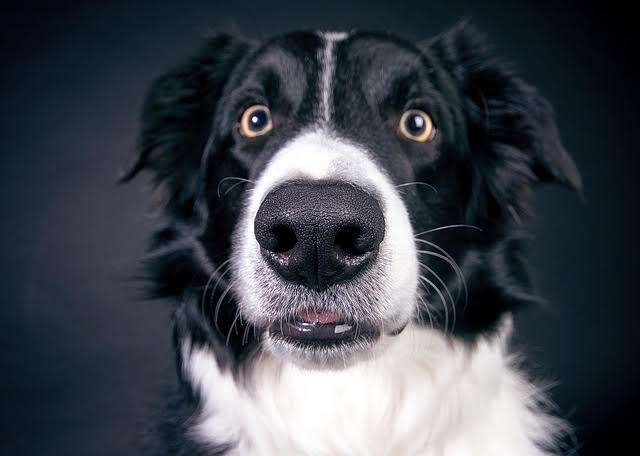 dog with excited face