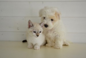 cat and dog