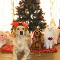 dogs and cat in front of christmas tree