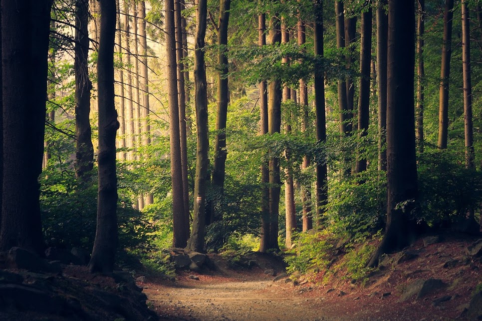 pathway in woods