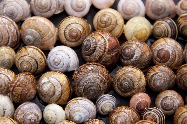 snail shells